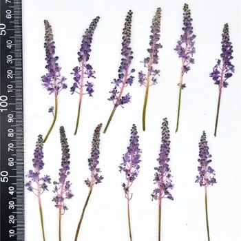 60pcs Violetinė Presuotų Džiovintų Barnardia Japonica Gėlių, Augalų Herbariumas Papuošalai Žymą Telefono dėklas Pakvietimo Amatų 